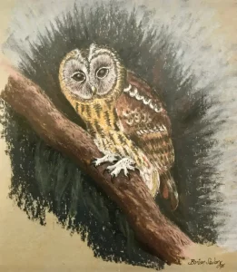 Owl.