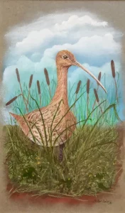 Curlew.