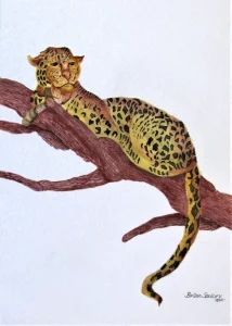 Leopard.