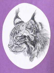 Lynx