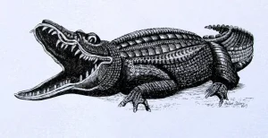 Crocodile