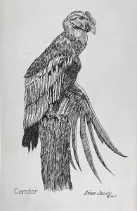 Condor.