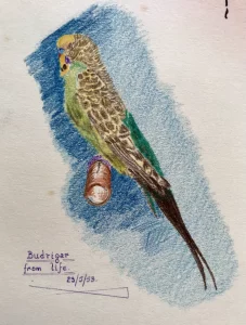 Budgerigar