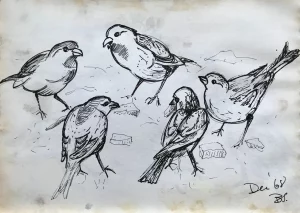 Birds