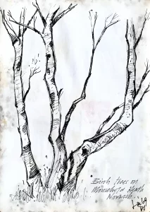 Birch trees on Mousehold Heath