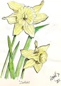 Daffodils