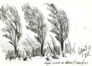 High winds on dwarf conifers