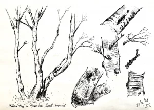 Birch tree on Mousehold Heath