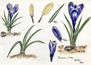 Crocuses in bloom