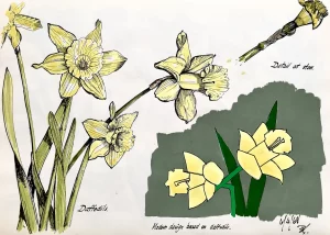 Daffodils