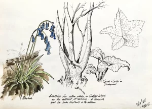 Nature study in Costessey Woods