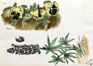 Pansies and lupins